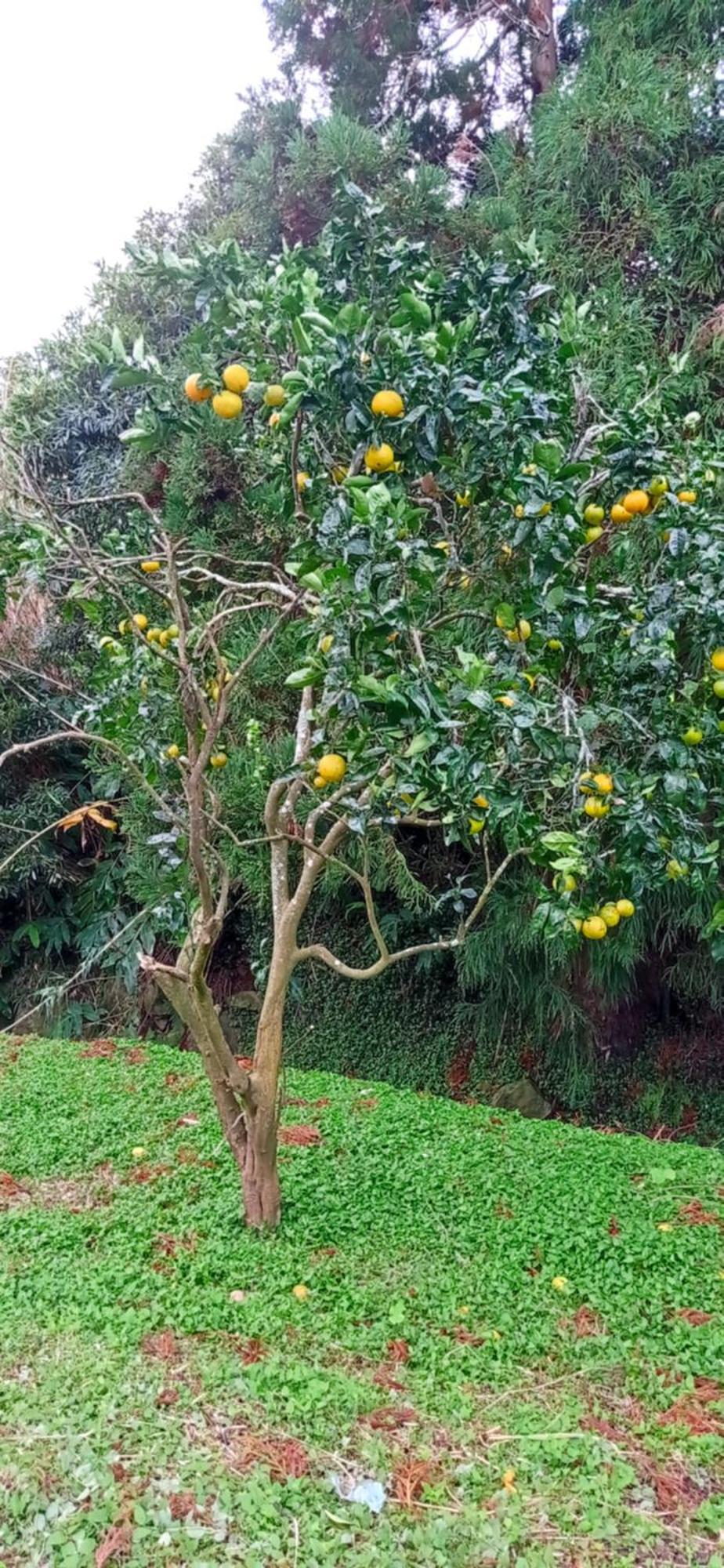 Villa Visconde Nordeste  Chambre photo